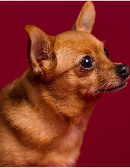 Fondale in cartoncino Crimson 2,72 x 11 metri