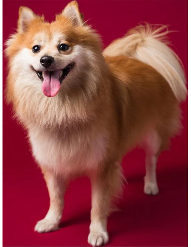 Fondale in cartoncino Crimson 2,72 x 11 metri