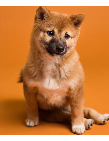 Fondale in cartoncino Sienna 2,72 x 11 metri