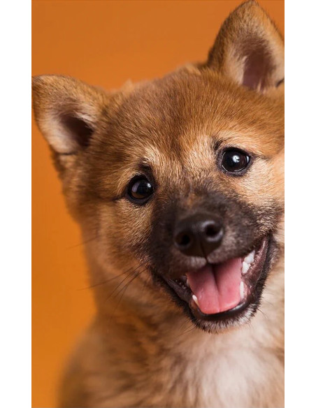 Fondale in cartoncino Sienna 2,72 x 11 metri