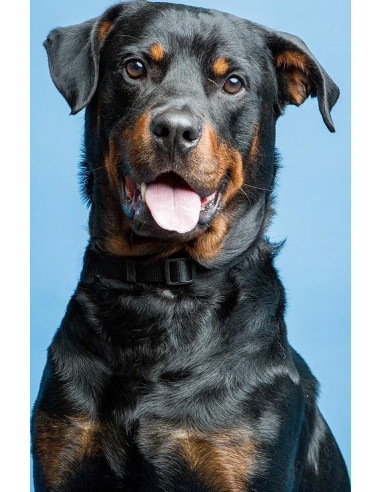 Fondale in cartoncino Gulf Blu 2,72 x 11 metri