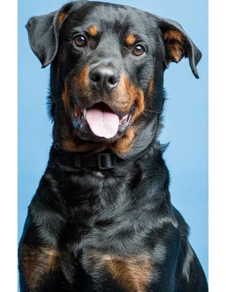 Fondale in cartoncino Gulf Blu 2,72 x 11 metri