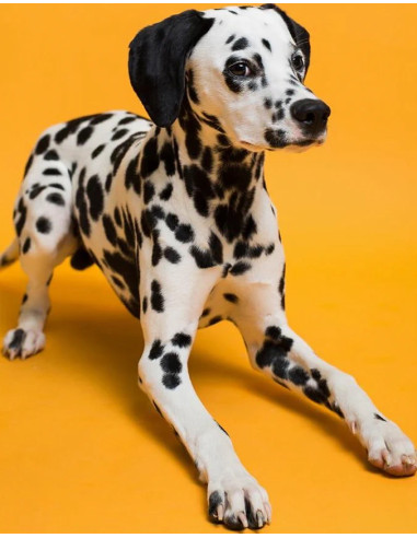 SAVAGE FONDALE  2,72X11M COLORE 43 MARMELADE SEAMLESS PAPER