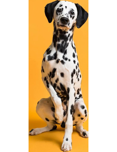 SAVAGE FONDALE  2,72X11M COLORE 43 MARMELADE SEAMLESS PAPER