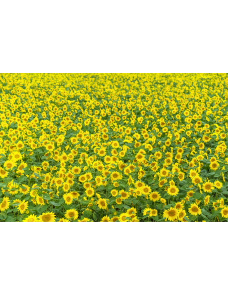 SIGMA AF 85 F/1.4 (A) DG DN SONY E-MOUNT