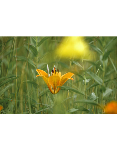 150-600mm f/5-6.3 DG DN OS Sport L-Mount