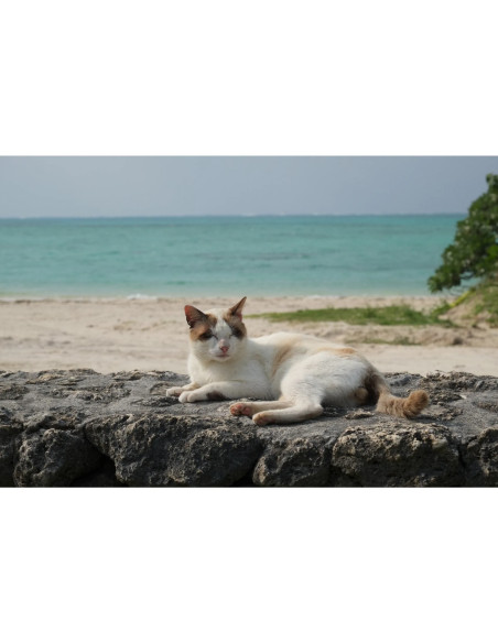 XF 55-200mm f/3.5-4.8 LM OIS Fujinon