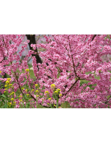 XF 55-200mm f/3.5-4.8 LM OIS Fujinon