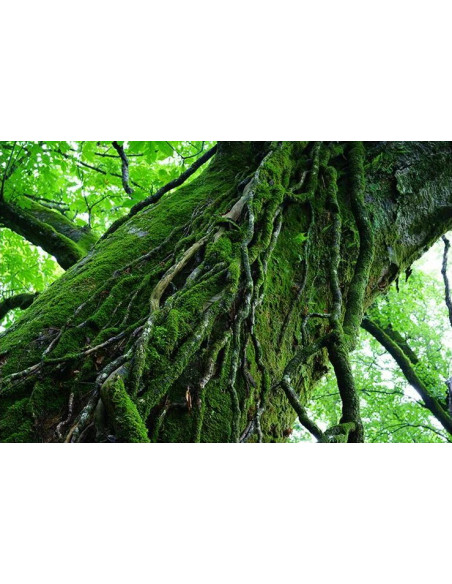 FE 55mm f/1.8 Sonnar Zeiss E-Mount