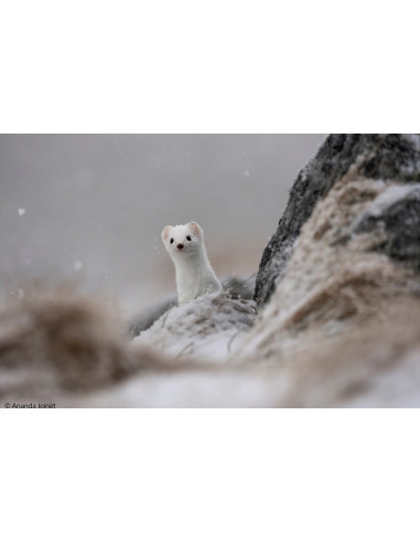 SONY SEL 400-800 F6,3-8,0 FULL-FRAME FE G OSS MASTER E-MOUNT