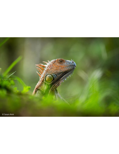 SONY SEL 400-800 F6,3-8,0 FULL-FRAME FE G OSS MASTER E-MOUNT