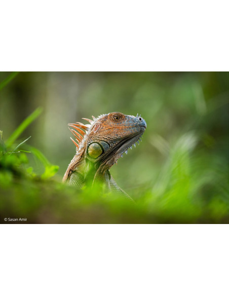 SONY SEL 400-800 F6,3-8,0 FULL-FRAME FE G OSS MASTER E-MOUNT