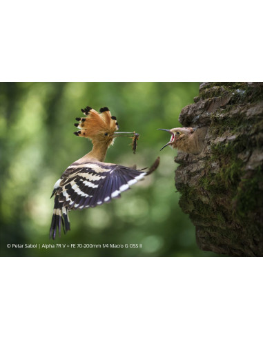 FE 70-200mm f/4 G OSS II