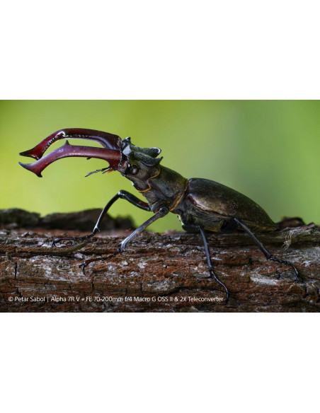 FE 70-200mm f/4 G OSS II