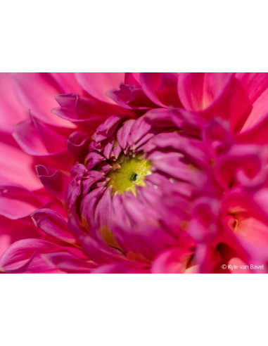 FE 100mm f/2.8 Macro G Master