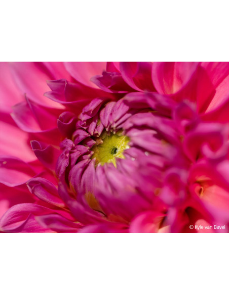 FE 100mm f/2.8 Macro G Master