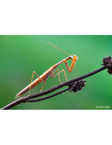 FE 100mm f/2.8 Macro G Master