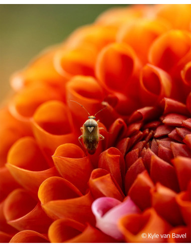 FE 100mm f/2.8 Macro G Master