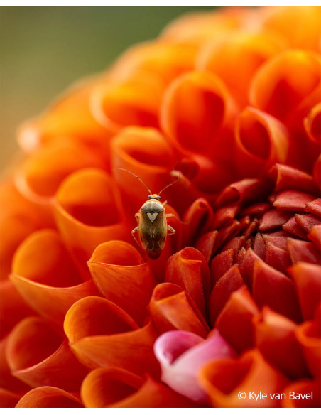 FE 100mm f/2.8 Macro G Master