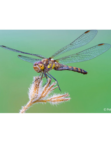 FE 100mm f/2.8 Macro G Master