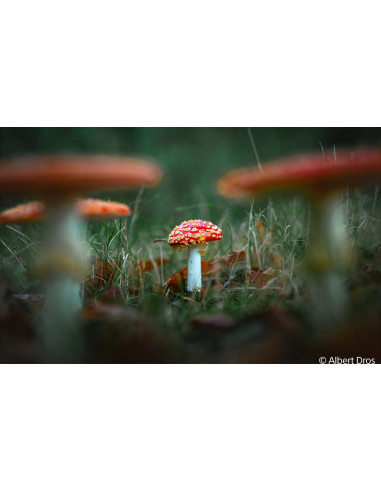 FE 28-70 mm f/3.5-5.6 OSS II